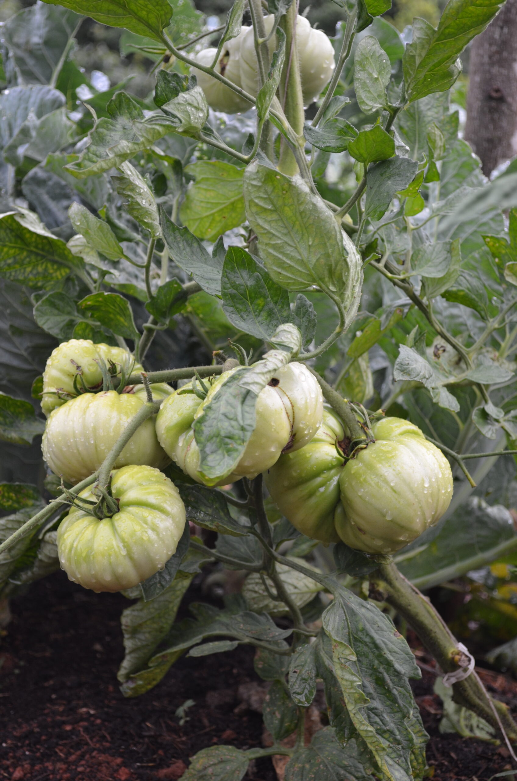 On Our Vocation as Gardeners and the St. Dunstan’s Farm